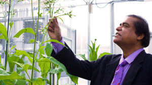 Henry Daniell in his greenhouse where the medicinal plants are grown.Rebecca Elias Abboud/University of Pennsylvania.