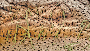 GRÁFICO 1 Micrografía electrónica de barrido de color del tejido dentinario. Los túbulos dentinarios están formados por las extensiones citoplasmáticas (verdes) de las células odontoblásticas productoras de dentina.