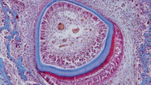 figur 2. Farvet lys mikrograf af en aksial sektion af en uudviklet tand. I midten af tanden er tandpulpen, som indeholder nerver og blodkar. De aflange celler på periferien af pulpen er odontoblaster (pink), der lægger dentinet (tyndt blåt lag), som udgør hovedparten af tanden. Emalje (tykkere blå lag) er dannet af ameloblaster, et lag af aflange celler omkring ydersiden af emaljen.