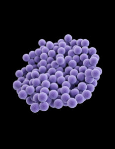 Medical illustration of methicillin-resistant Staphylococcus aureus (MRSA)Courtesy of CDC