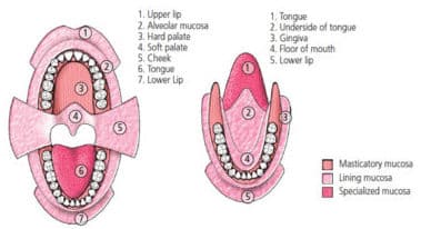 Mucosa in the oral cavity.