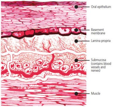 Buccal mucosa