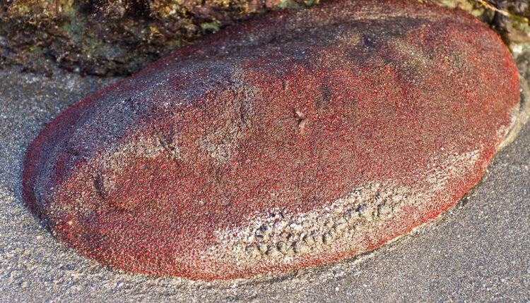 gumboot-chiton-featured
