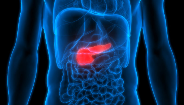 Human Body Organs Anatomy (Pancreas)