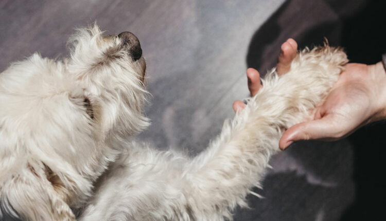 Dog Wearing Football Helmet And Jersey Chewing On Football High-Res Stock  Photo - Getty Images