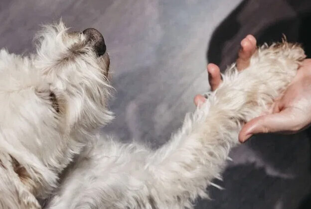 Introducing a Therapy Dog Into Practice course image