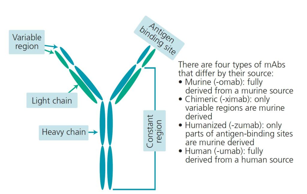 FIGURE 1. Structure and types of monoclonal antibodies (mAbs).