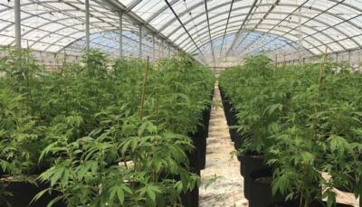 field of marijuana plants