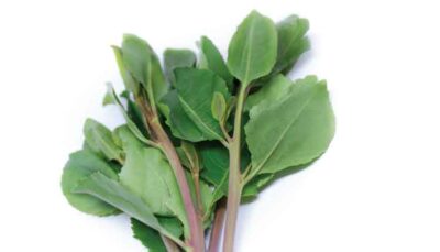 FIGURE 1. Fresh khat leaves.