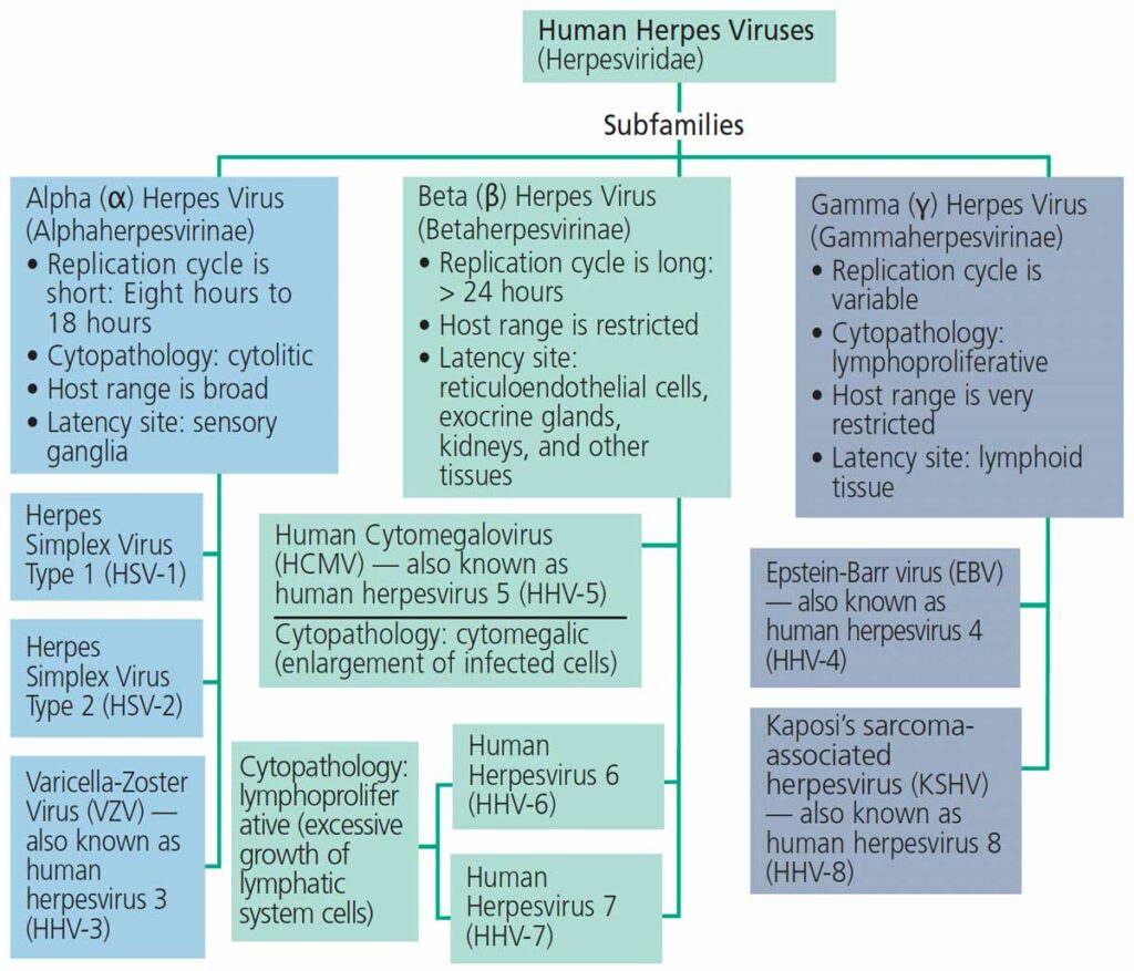 FIGURE 1. Human herpes virus family tree.