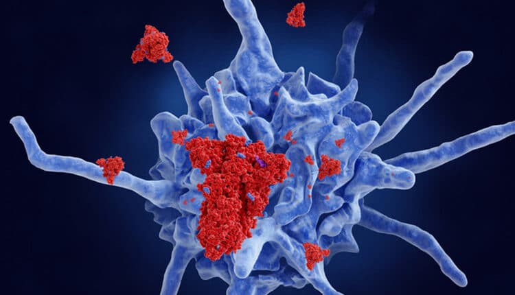 COVID-19 vaccine, dendritic cell targets stabilised spike proteins