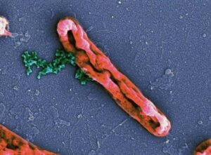 FIGURE 1. Action of the antimicrobial peptide NN2_0050 on the cell membrane of Gram-negative, rod-shaped bacterium Escherichia coli. The peptide has disrupted the cell membrane, causing leakage of bacterial chromosomes (in green).