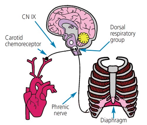 FIGURE 2. Respiratory control is initiated by chemoreceptors in the carotid arteries that measure the amounts of oxygen, carbon dioxide and acid in the bloodstream. A signal is sent to the brain and then relayed to the diaphragm.