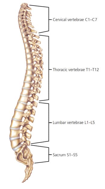 FIGURE 1. The spinal column.