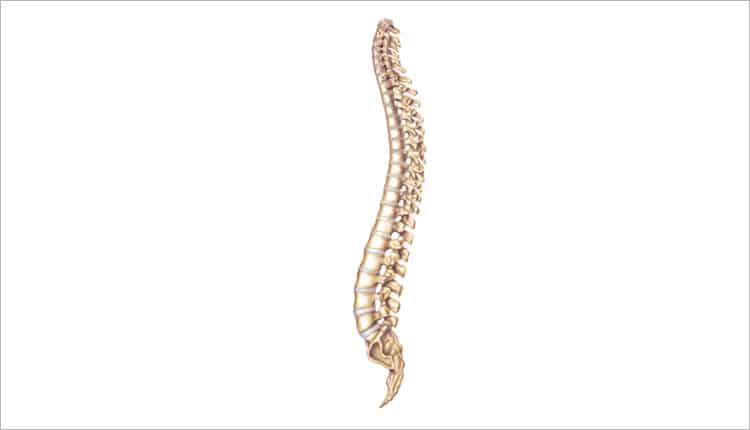 FIGURE 1. The spinal column.