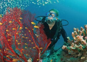 coral reef