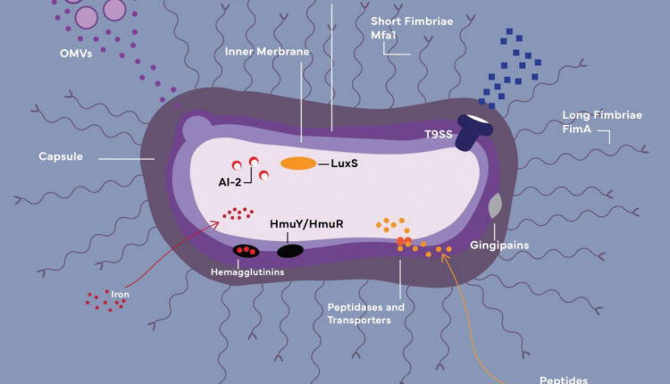 PORPHYROMONAS-GINGIVALIS-2