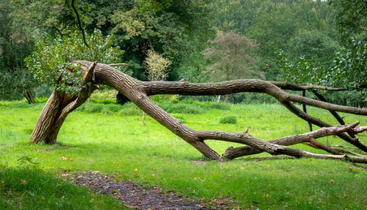 Large broken tree trunk and fallen branches in a grassy woodland