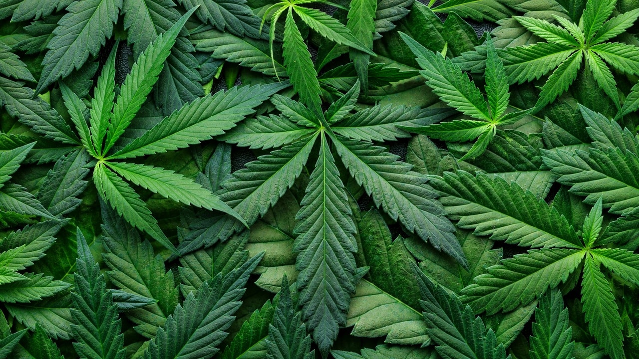 Overlapping green cannabis leaves