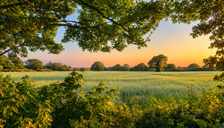 Sunset over a rural agricultural field framed by trees and green foliage.